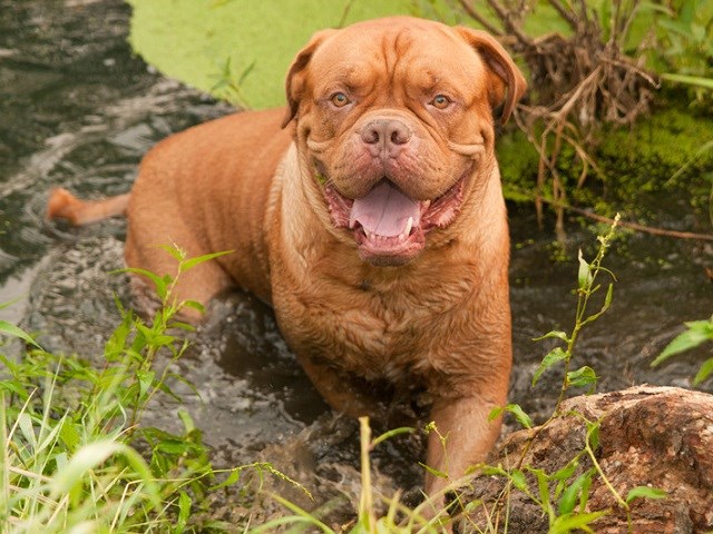 Bordeaux best sale mastiff price